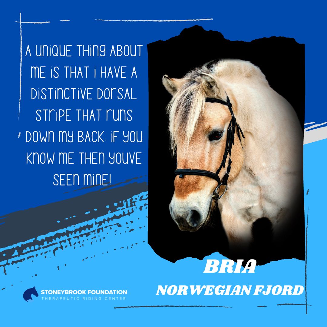 Bria_website
